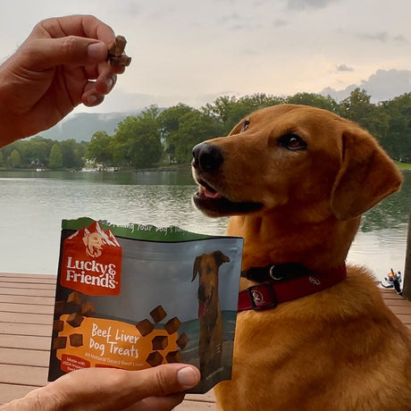 Adventure Dog Treats