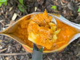 FOUNDATION Outdoors Lasagna Meal